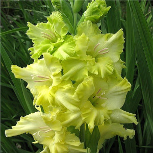 Гладиолус Блиц крупноцветковый, гофрированный 1 шт.       11/13 